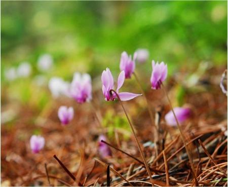 六甲高山植物園 原種シクラメン500株の群落見頃 「原