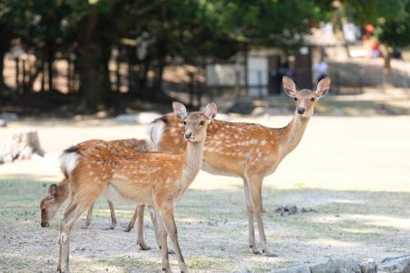 奈良公園の価値を未来へ　ふるさと納税型クラウドファ