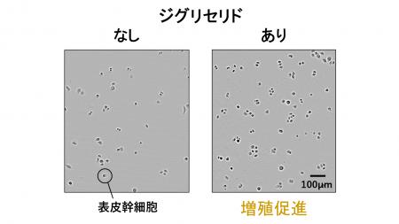 皮膚から脳、血液まで、さまざまな幹細胞を増やす3種
