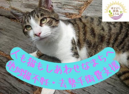 【長野県東御市】野良猫を救いたい！「ふるさとチョイ