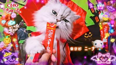 いなばペットフード　可愛い仮装の猫ちゃんたちが大集