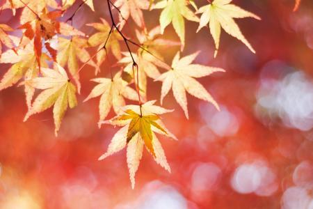 写真誌編集歴20年のプロが教える一眼カメラ撮影の決定 写真誌編集歴20年のプロが教える一眼カメラ撮影の決定