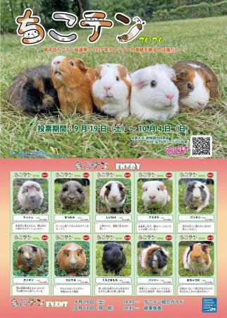 【智光山公園】推しテンジクネズミは誰だ!? 100頭以 【智光山公園】推しテンジクネズミは誰だ!? 100頭以