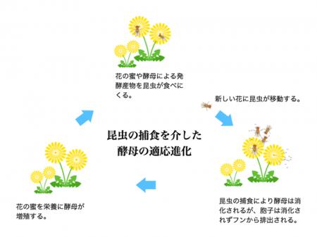 栄養が豊富でも、あえて胞子をつくる野生酵母