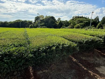 フェイガー、国内初の茶園由来J-クレジット創出へ　プ