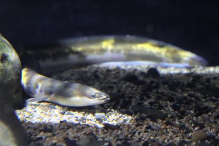 まるでバナナ!?黄色のまだら模様が美しいニホンウナギ