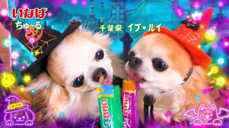 いなばペットフード　ハロウィン仮装のわんちゃんたち