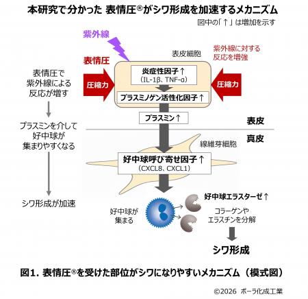なぜシワは表情で動く場所にできやすいのか