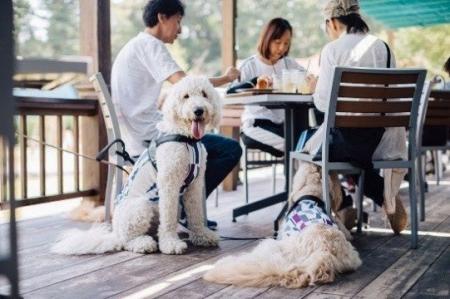 貸切バスで行く！豊洲・新宿発　愛犬と秋の埼玉　満喫