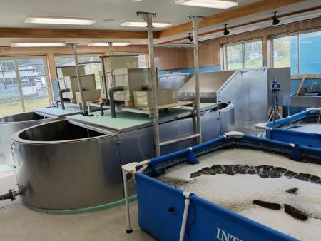 岩手県岩泉町でクルマエビ・バナメイエビの陸上養殖実