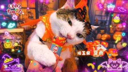 いなばペットフード　仮装姿の猫ちゃんたちが彩る「CI