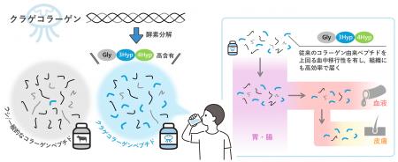 クラゲコラーゲンペプチドの新たな高吸収成分を解明 ―