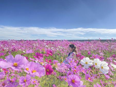 【日比谷花壇×山口県】100万本のコスモスが咲き誇る秋
