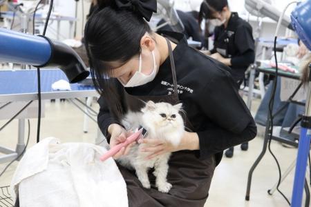 「猫を学ぶところから始めた先生たち」と「初めて猫を