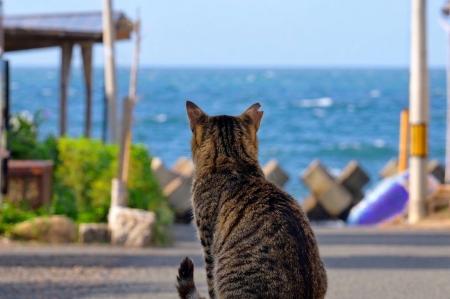 舞鶴市、のら猫の不妊去勢手術に向けクラウドファンデ 舞鶴市、のら猫の不妊去勢手術に向けクラウドファンデ
