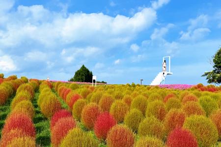 【秋の見頃へ】びわこ箱館山・標高630mの山頂で約8,00
