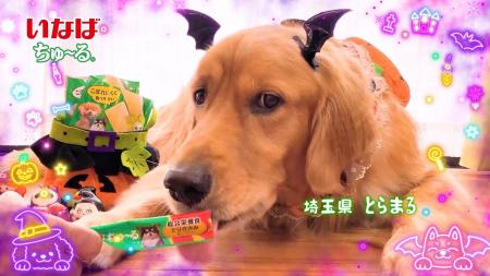 いなばペットフード　わんちゃんの笑顔あふれる特別な