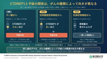 腎細胞がんの多くを占める「淡明細胞型」ではCTDNEP1