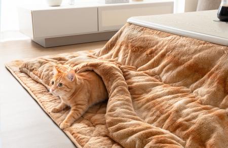 猫のこたつで、丸くなろう。いつものこたつを“猫仕様”
