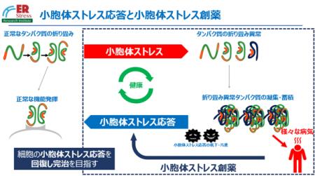 FRONTEOと小胞体ストレス研究所、Drug Discovery AI F