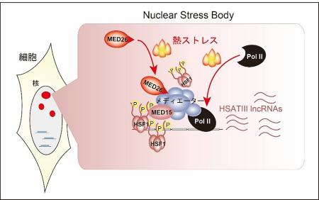 【横浜市立大学】熱ストレス応答時における核内utf-8
