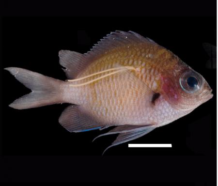 魚の“若白髪”の正体は新種の寄生虫　鹿児島大学utf-8