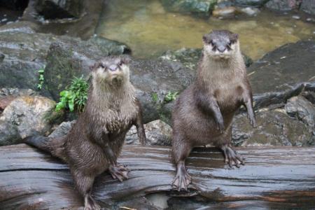 【智光山公園こども動物園】10月・11月はコツメカワウ