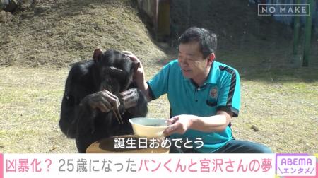 天才チンパンジーのパンくん、25歳になった現在に独占