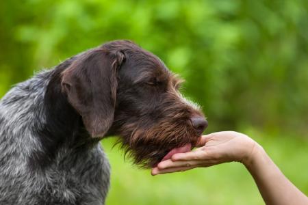 愛犬が手を舐めてくる｜95.00％の飼い主が経験、タイ
