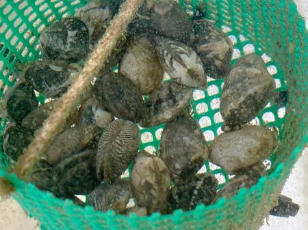 アサリ陸上飼育の実証試験を熊本県長洲町で開始
