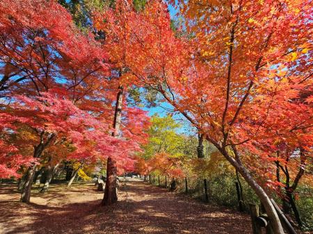 色づく渓谷で秋を味わう、埼玉県嵐山町「嵐山渓utf-8