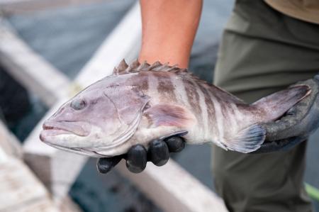 幻の高級魚マハタの「若狭おばま醤油干し」を新開発! 幻の高級魚マハタの「若狭おばま醤油干し」を新開発!