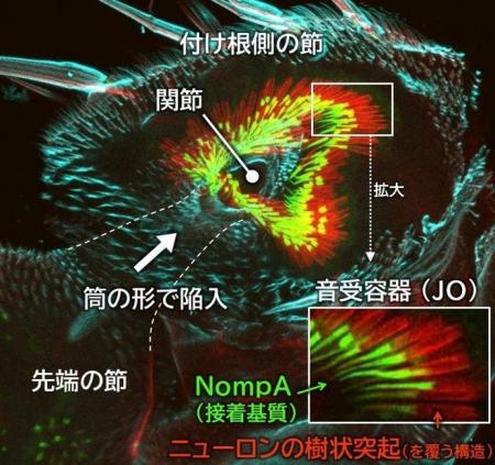 ショウジョウバエの「音を感じる触角構造」のつくりか