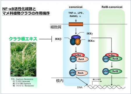 アイビー化粧品　日本生薬学会第72回年会における研究