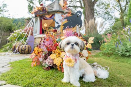 2026年10月25日（日）犬イベント「ACAO DOG FESTA 202