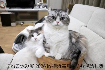 猫と犬のかわいさに癒やされる6日間！横浜高島屋で 「