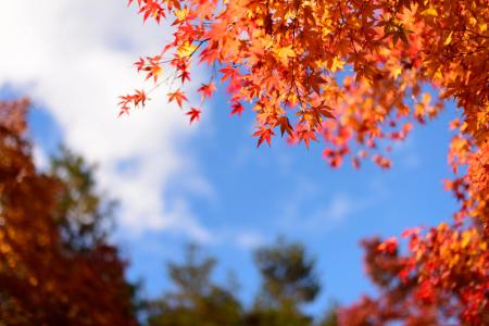 【JAPAN 47 GO厳選】いよいよ秋本番！全国の紅葉情報