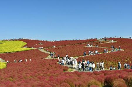 コキア　紅葉の最盛期となりました（国営ひたち海浜公