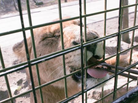 【JAF静岡】猛獣との距離は約20cm！JAF会員限定の特別