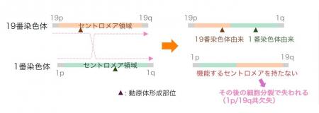 ヒトゲノムの未解明領域「セントロメア」の大規模解析