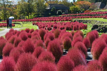 コキアが真っ赤に紅葉しました（国営みちのく杜の湖畔