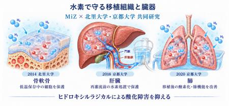 低濃度水素の臓器移植応用|骨軟骨・肝臓・肺移植の虚 低濃度水素の臓器移植応用|骨軟骨・肝臓・肺移植の虚