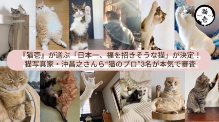 猫の名脇役である『猫壱』が選ぶ「日本一、福を招きそ 猫の名脇役である『猫壱』が選ぶ「日本一、福を招きそ