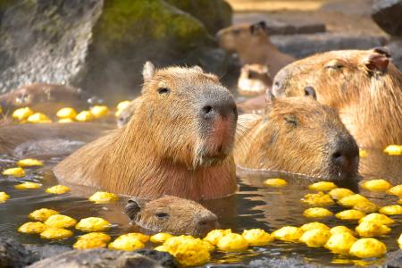 “伊豆の冬の風物詩” 伊豆シャボテン動物公園で「元祖