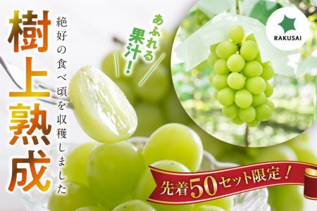 「絶好の食べ頃」まで樹上で熟成させた 岡木農園さん