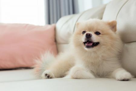 飼い主の93.00％が「犬を飼ってよかった」と回答｜メ