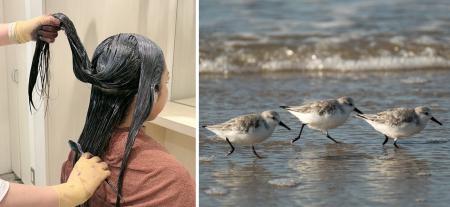 ヘアカラー1件につき5円を環境保全へ、美容室チェーン