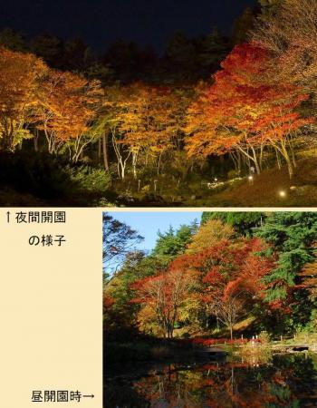 【六甲高山植物園】「紅葉」ひと足早く、まもなく見頃