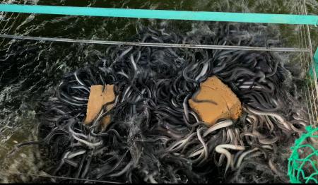 魚粉への依存低減に向けた新たな一歩「魚粉を使用しな