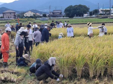 福岡市西区で「稲刈り体験」を10月25日に開催